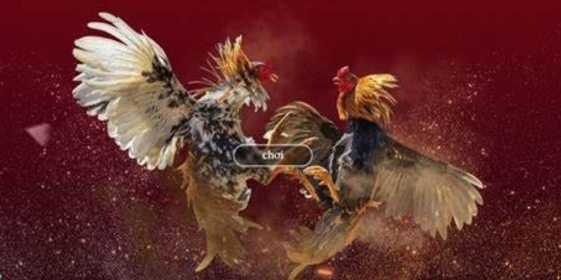 Giới thiệu nền tảng đá gà QQ88 phát sóng trực tuyến chất lượng HD